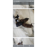 Filhotes De Shih Tzu Legítimos, Fêmeas E Machinhos