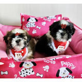Filhotes De Shih-tzu