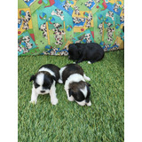 Filhotes Shihtzu Femea Pronta Entrega!