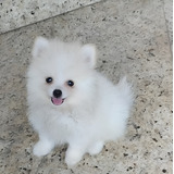 Filhotinho De Lulu Da Pomerânia Raça Pura Com Pedigree Macho