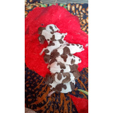 Fox Paulistinha(fêmeas E Machos Disponível)