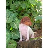 Fox Paulistinha(macho Tricolor De Marrom) Pronta Entrega
