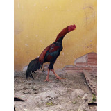 Galo Indio Puro (ovos Galados)