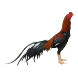 Galo Índio Puro Primeira Linha (ovos Galados)
