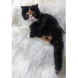 Gata Exótica Lindíssima