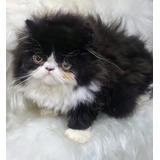 Gata Persa Linda
