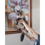 Gatinha Angorá Fêmea 5 Meses Tigresa Maravilhosa