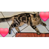 Gatinha Angorá Simplesmente D++ 6 Meses Castrada
