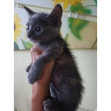 Gatinha Azul Russo X Siamês 40 Dias Linda