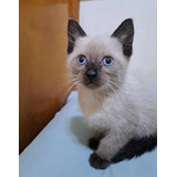 Gatinha Siamesa Seal Point Pura 40 Dias Fêmea Linda