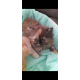 Gatinhas Persas Maravilhosas