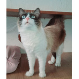 Gatinho Ragdoll Marvilhoso Macho Castrado 6meses Exuberante