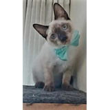 Gatinho Siamês Puro Macho 60 Dias