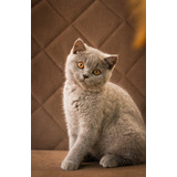Gato Raça British Shorthair Fêmea - Miau British # Pedigree