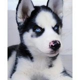 Husky Siberiano Pedigree E Microchip Canil Jackmel Collie