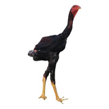 Índia Gigante ( 12 Ovos Galados)