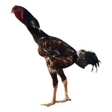 Índia Gigante ( 8 Ovos Galados)
