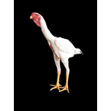 Indio Gigante (ovos Galados)