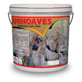 Indio Gigante Pintinhos Galinha Aves Postura Poedeira+brinde