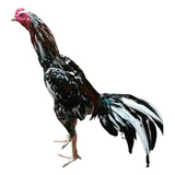 Índio Puro (ovos Galados)