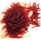  Isca Artificial Minhoca Silicone Aromatizadas Kit 100 Unid Cor Vermelho