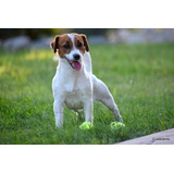 Jack Russell - Linhagem Australiana - Show