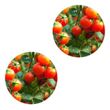 Kit 10 Mudas De Tomatinho Cereja Tomate Docinho Produtivo