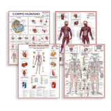 Kit 4 Mapa Corpo Humano Muscular Circulatório Esqueletico I