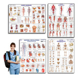 Kit 4 Posters: Corpo Humano, Sistema Muscular , Sistema Circulatório, Sistema Esquelético Medicina Mapa Estudo Anatomia Poster Papel Dobrado