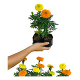 Kit 5 Mudas De Tagete Gigante - Cravo Da Índia - Tagetes