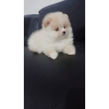 Linda Femea Branca De Lulu Spitz Alemao Anoes
