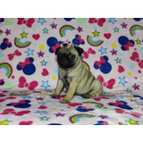 Linda Filhote De Pug Abricot Pronta Entrega