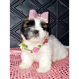 Linda Filhote De Shih Tzu Em Até 12x Sem Juros