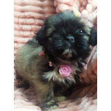 Linda Filhote De Shih Tzu Fêmea