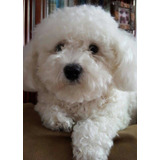 Lindos Poodles A Pronta Entrega