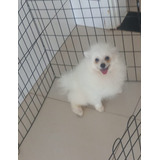 Lulu Da Pomerania Anao 6 Meses