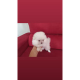 Lulu Da Pomerania Anao