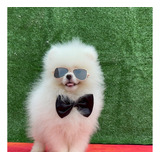 Lulu Da Pomerania Ursinho