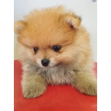 Lulu Da Pomerâniaanão Machinho Pronto Pra Entregar