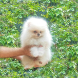 Lulu Pomerania Spitz Filhotes Femea Entregamos Hoje Em S P