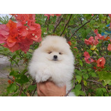 Machinho Chiao Li Ya Spitz Alemao Anoes