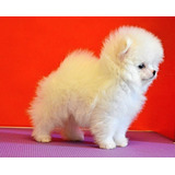 Machinho De Lulu Da Pomerania Spitz 
