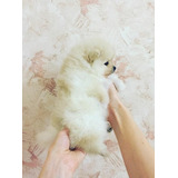 Machinho De Spitz Alemao Filho De Anoes