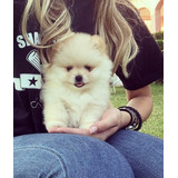 Macho De Lulu Da Pomerania Spitz Alemao