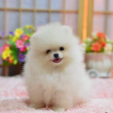 Macho Lulu Da Pomerania Rostinho Fofo