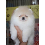 Machos De Lulu Da Pomeranian Filho De Caes Importados