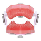 Manequim De Endodontia Pd 107 - Pronew