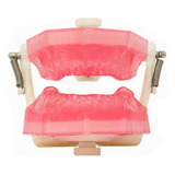 Manequim De Endodontia Pd107 - Pronew