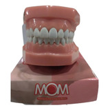 Manequim Endo Radiográfico Dentes Com Polpa - Marca Mom