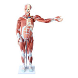 Manequim Muscular Axessuado De 80cm Em 27 Partes